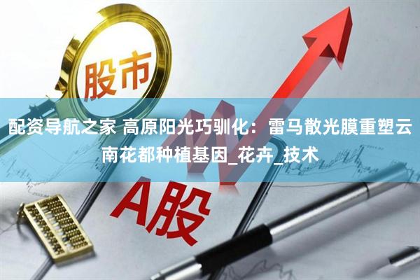 配资导航之家 高原阳光巧驯化：雷马散光膜重塑云南花都种植基因_花卉_技术
